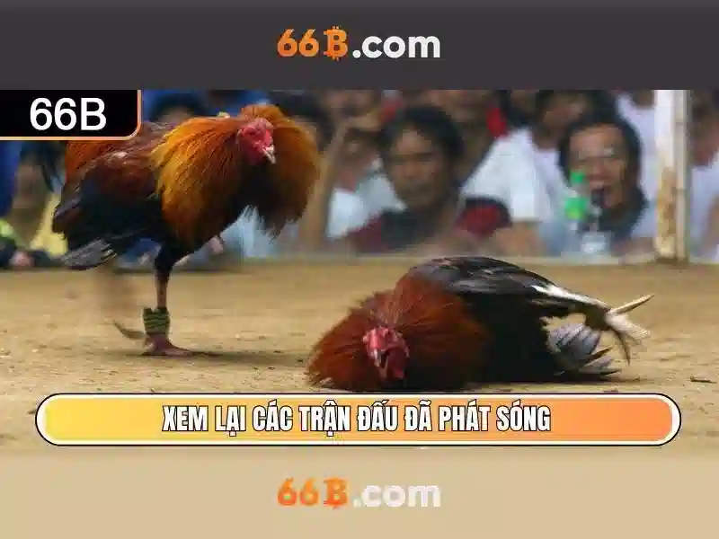 dịch vụ cá cược - 66B