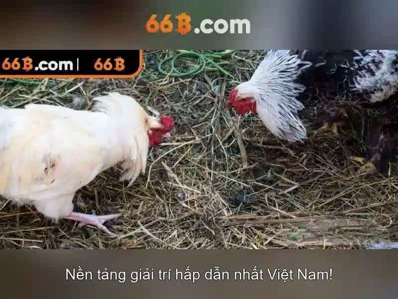  66B Vietnam - 66B